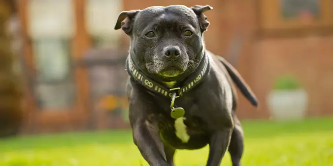 Staffordshire Bull Terrier ...