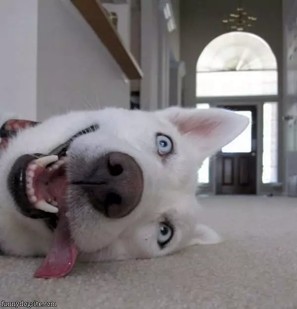 Sideways Dog