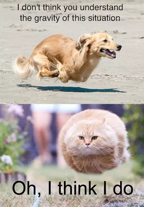 The Gravity