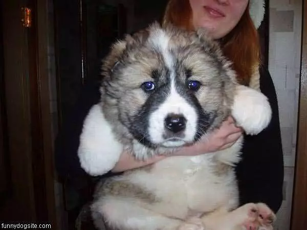 Big Bearish Dog