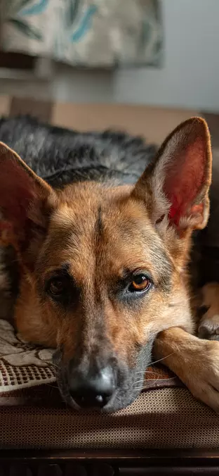 German Shepherd