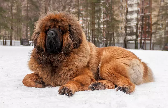 Spanish Mastiff dog