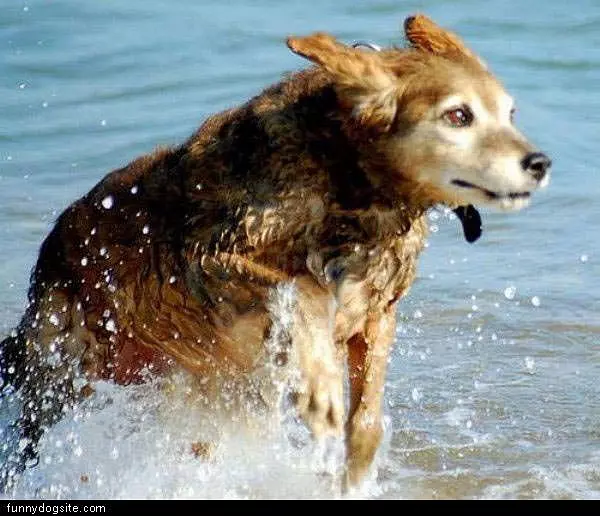Wet Dog