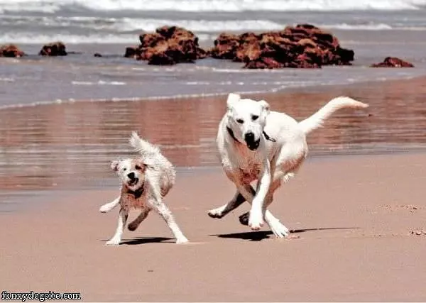 Running Crazy