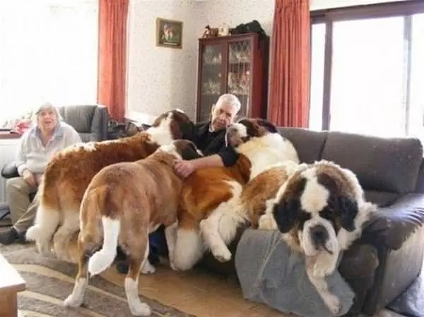 All These Dogs