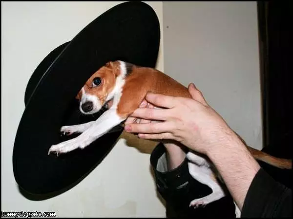 Doggy Hat