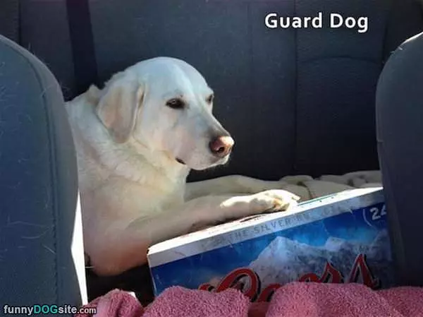 Guard Dog