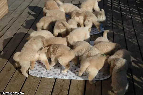 Army Of Puppies