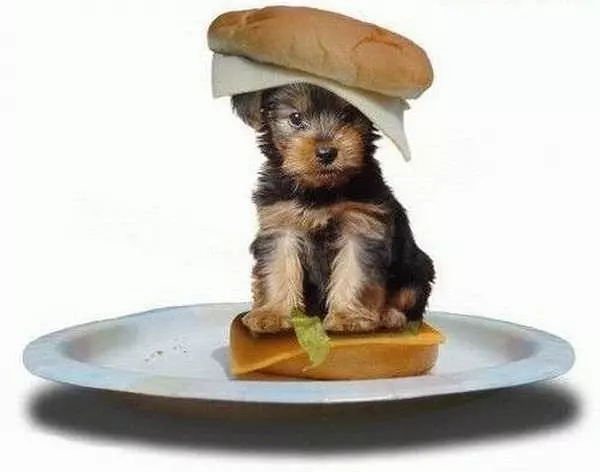 Puppy Sandwich