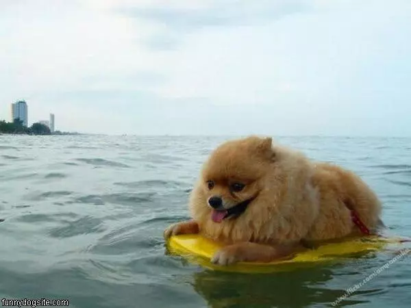 Surf Dog