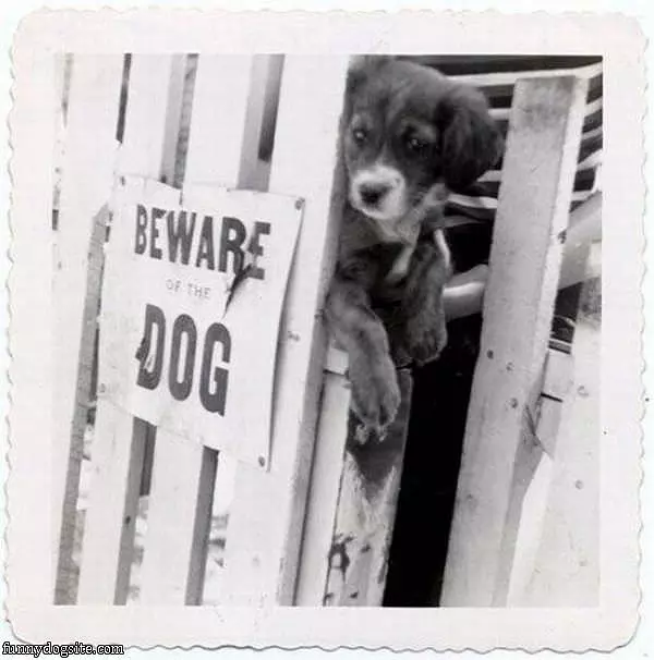 Beware Of Cuteness