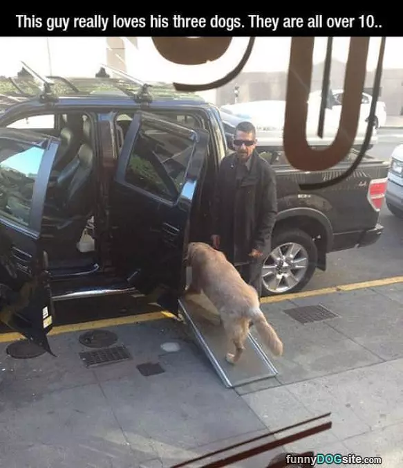 This Guy Loves His Dogs