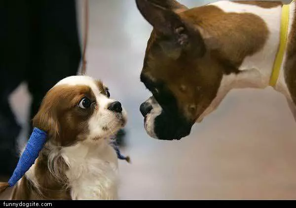 Scared Straight