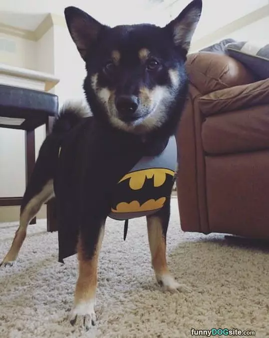 Bat Dog