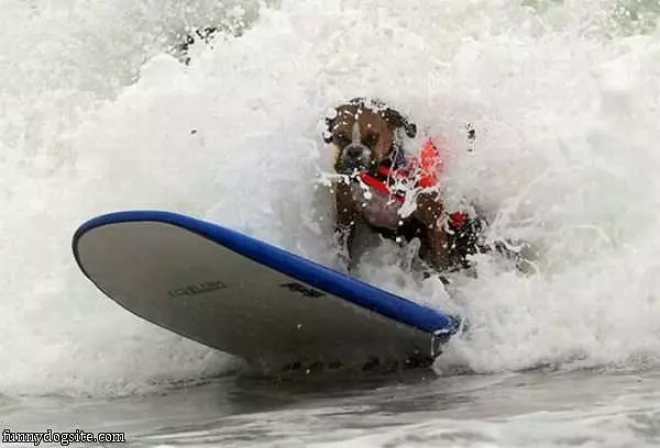 Cool Surfer Dog