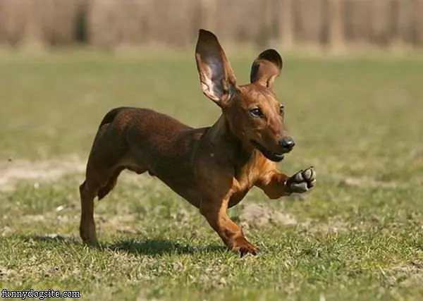 Running Around Having Fun