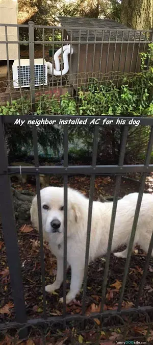 This Dog Has Ac