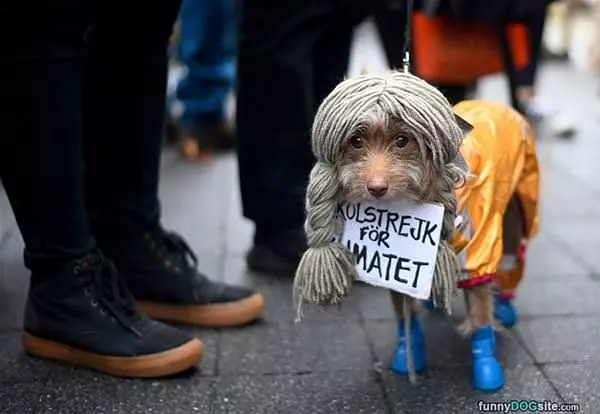 Nice Wig Buddy