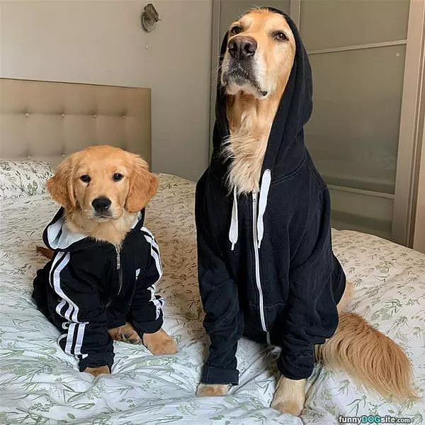 Hoodys