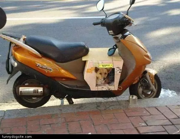 Dog Moped
