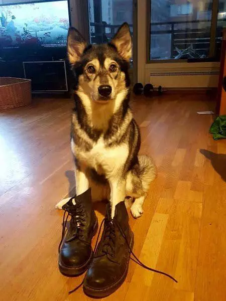 Got My Work Boots On