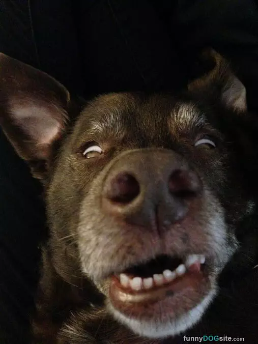 My Napping Face