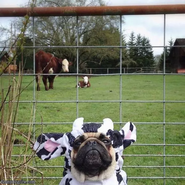 I Am A Cow Lol