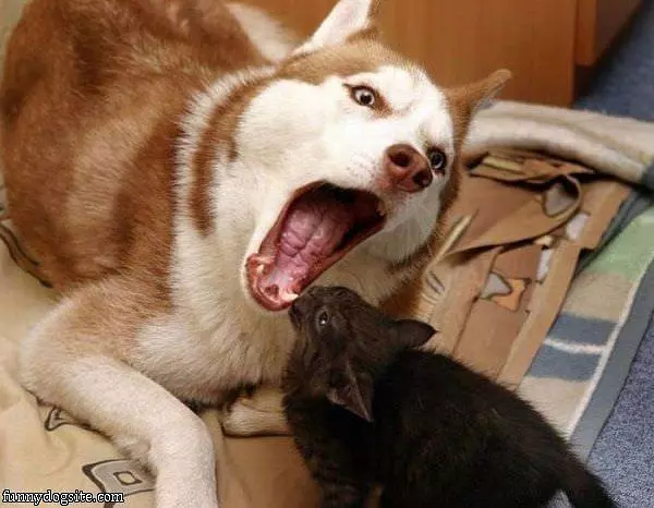 Playing With Kitty
