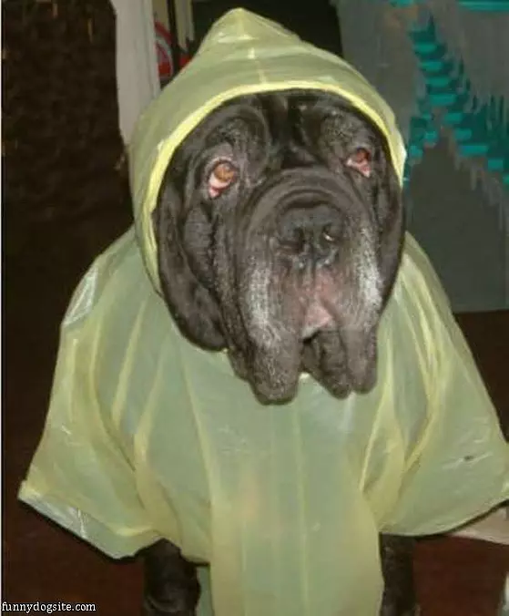 I Hate The Rain