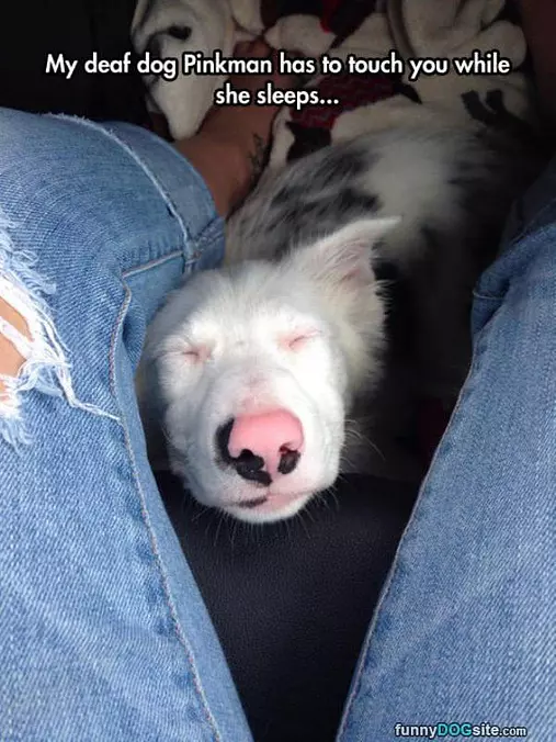 My Deaf Dog