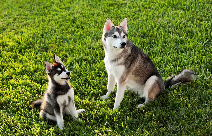 Alaskan Klee Kai Brothers