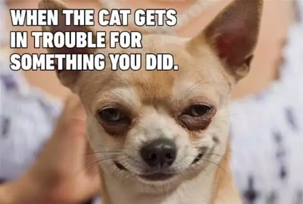 The Cat Gets In Trouble