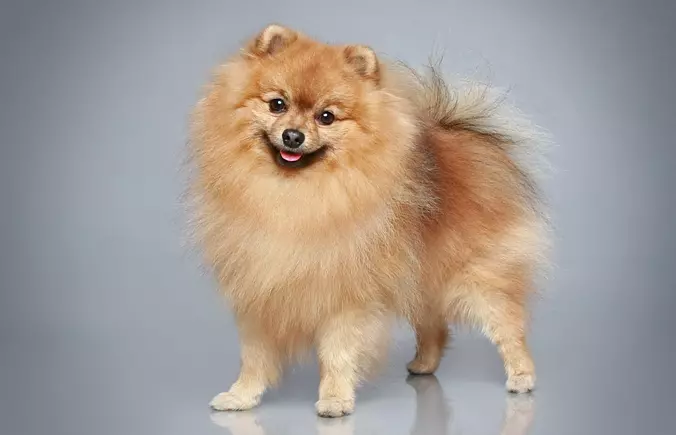 German Spitz smiling