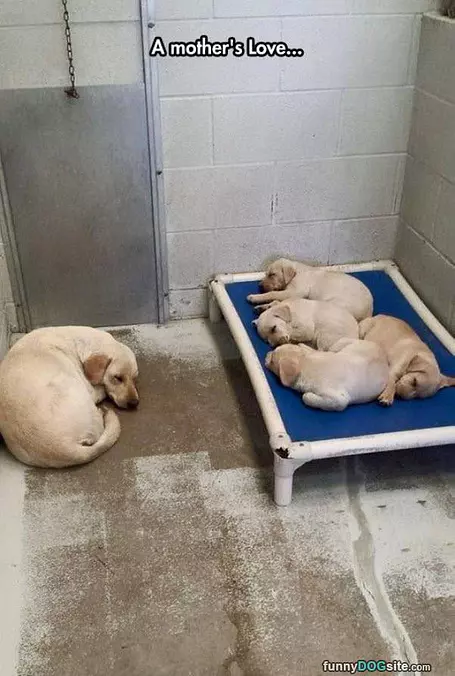 Mothers Love