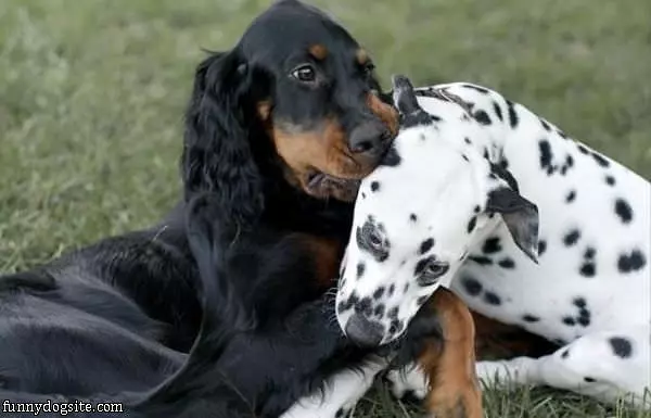 Nom Nom Nom Each Other