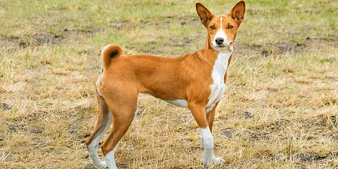 brown and white Basenji
