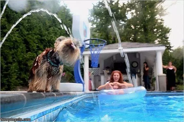 Thirsty Cute Dog