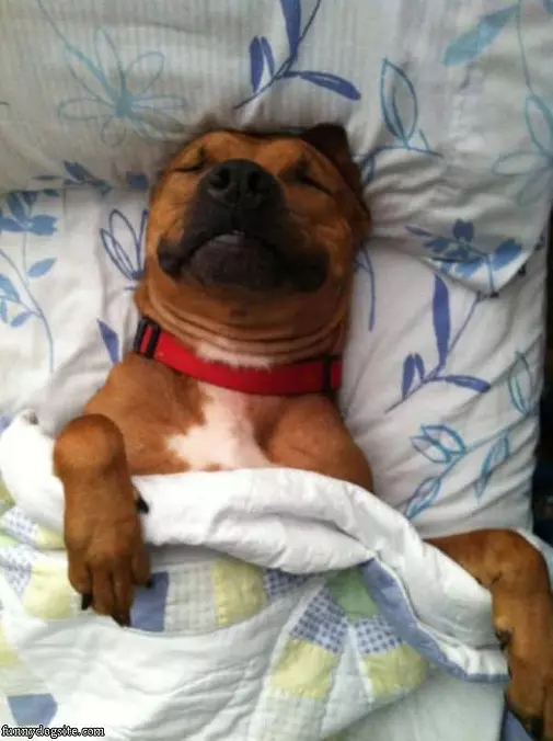 Tucked In Sleeping