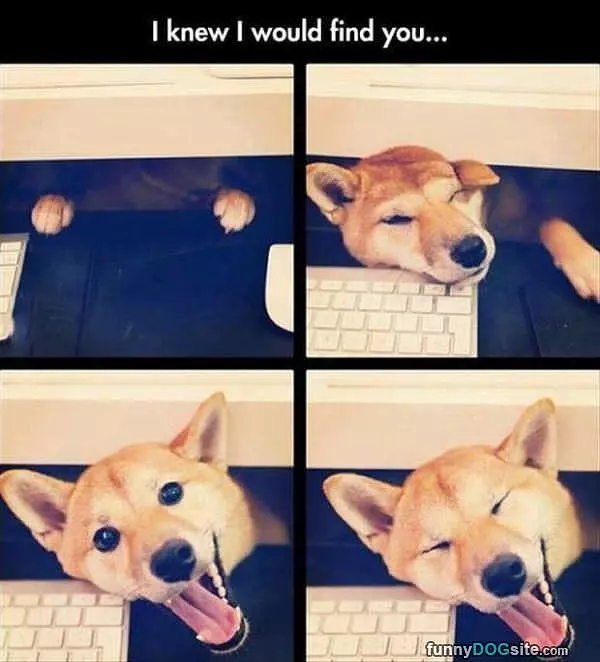 I Knew I Would Find You