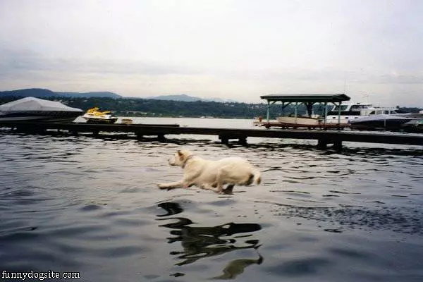 The Flying Dog