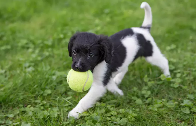 Stabyhouns puppy playing wi...