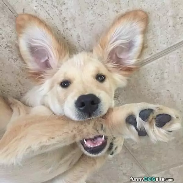 I Chew On Stuff