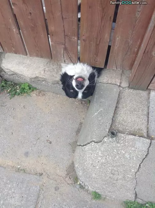 Peekaboo