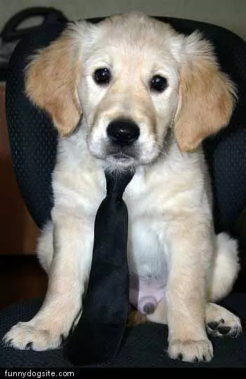 Puppy Tie