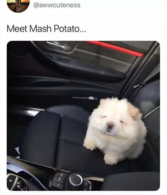 Meet Mashed Potato