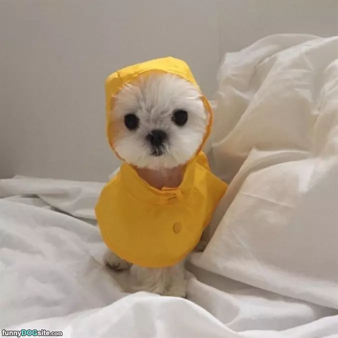 A Tiny Pupper