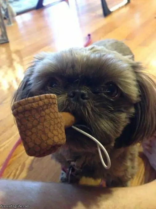 Pipe Puppy