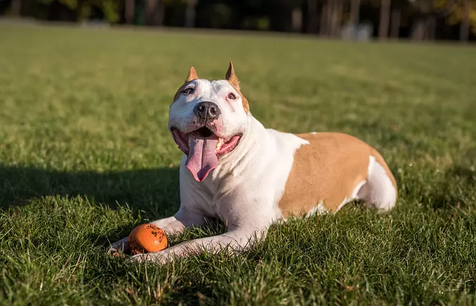 American Bulldog smiling