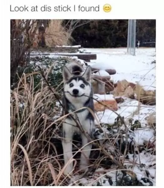 Look At Dis Stick