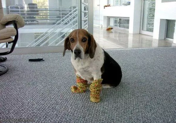 Nice Slippers